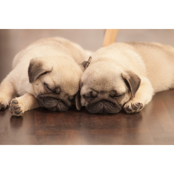 Two pugs best sale